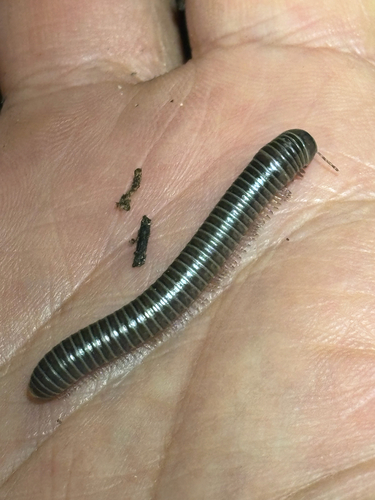 iNaturalist observation photo of Spirobolidea
