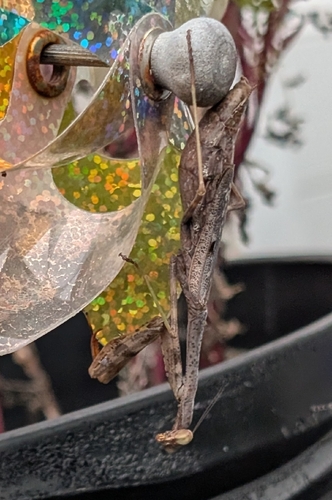 Carolina Mantis