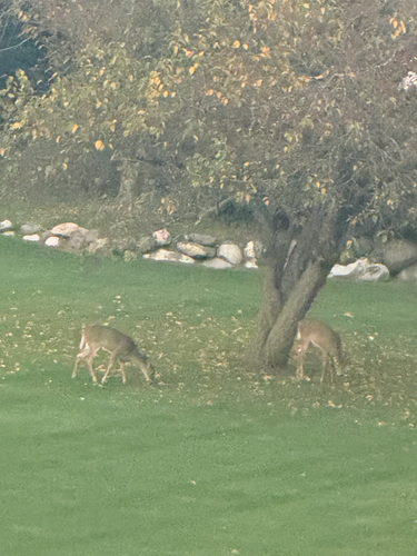 White-tailed Deer