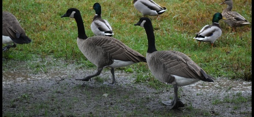 Canada Goose