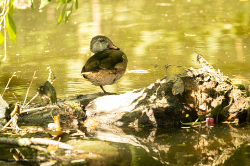 Wood Duck