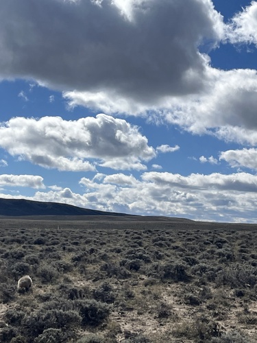 American Badger observed by suttonbae