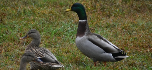 Mallard