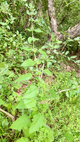 Wide Spikenard