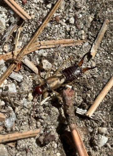 iNaturalist observation photo of Forficula mediterranea