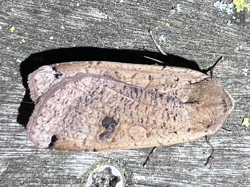 Large Yellow Underwing