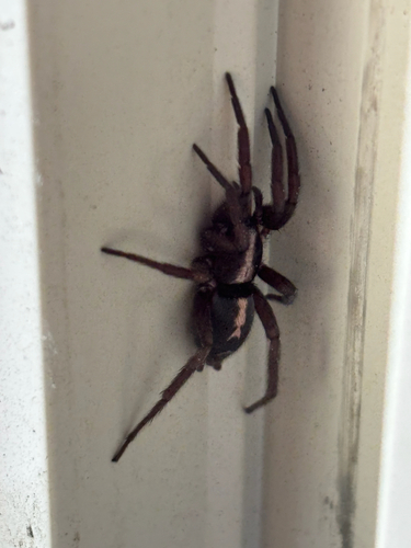 iNaturalist observation photo of Western Parson Spider