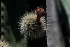 Stenocereus montanus