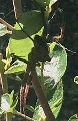 Pisaurina mira
