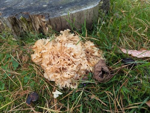 Cauliflower Fungus