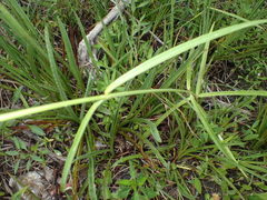 Asclepias lanceolata image