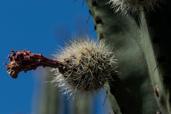 Stenocereus montanus