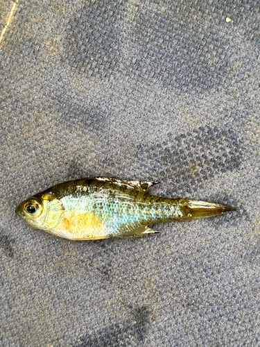 Bluegill