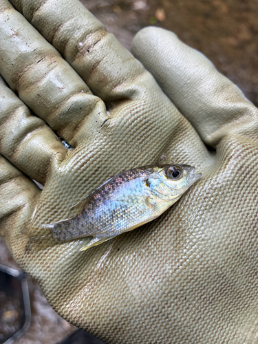 Redear Sunfish