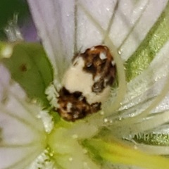 Anthrenus isabellinus