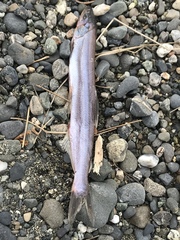Thaleichthys pacificus