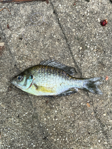 Bluegill × Redear Sunfish