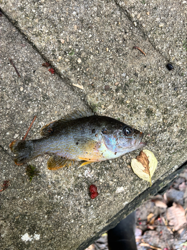 Green Sunfish