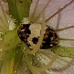 Anthrenus isabellinus