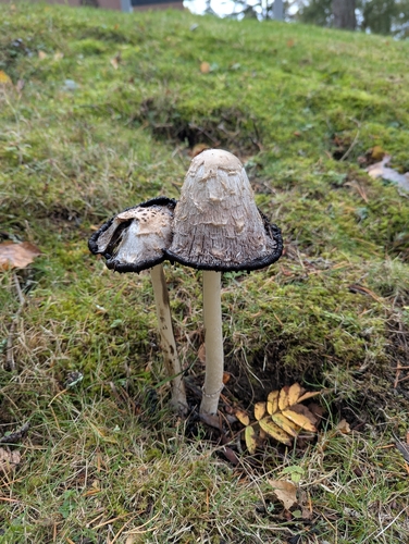 Shaggy Mane