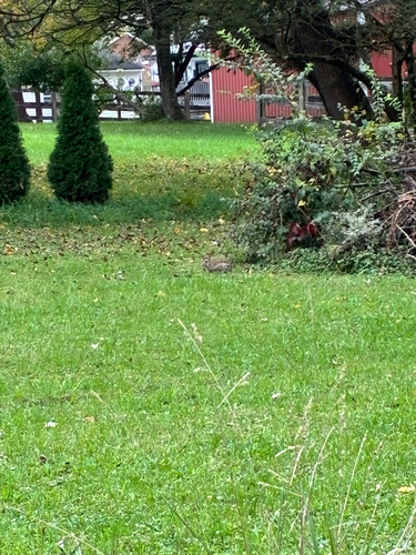 Eastern Cottontail