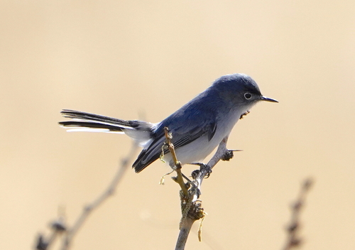 Black-tailed Gnatcatcher
