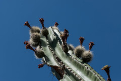 Stenocereus montanus