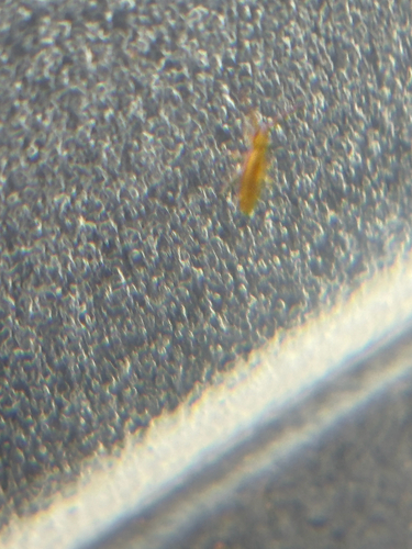 Homidia socia