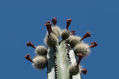 Stenocereus montanus