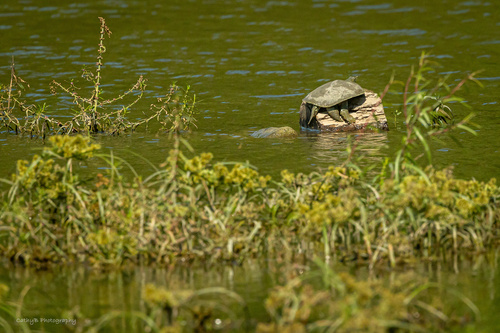 Spiny Softshell observed by cathy_buchanan
