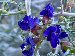 Psorothamnus arborescens minutifolius
