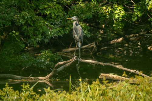 Great Blue Heron