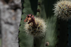 Stenocereus montanus