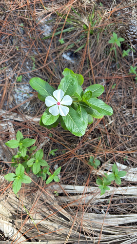 Madagascar Periwinkle