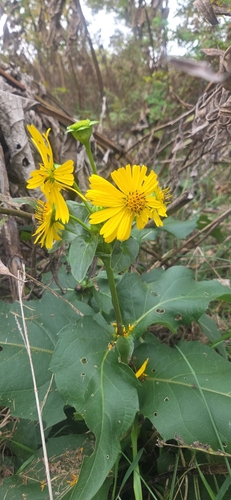 cup plant
