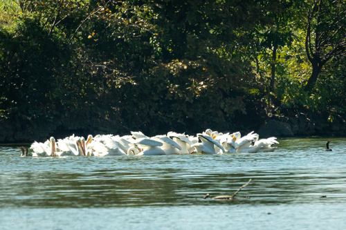 American White Pelican