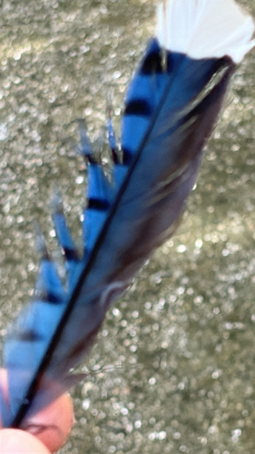 Blue Jay