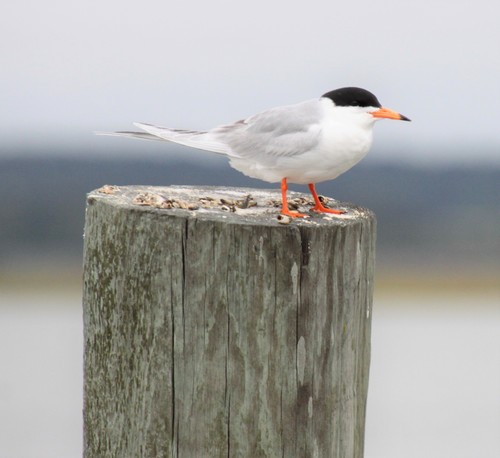 Charrán de Foster (Sterna forsteri)