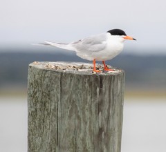 Forster's Tern photo 2