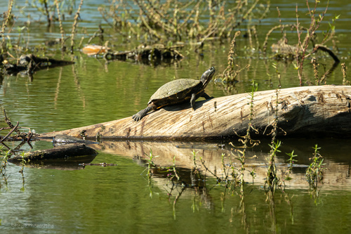 Red-eared Slider