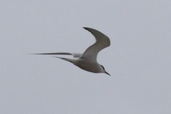 Sterna hirundo hirundo