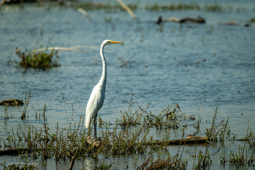 Great Egret