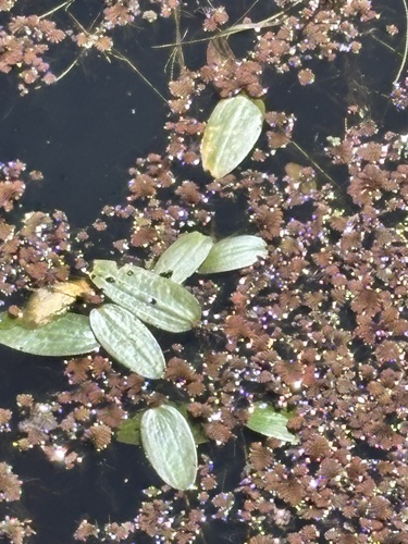 Ottelia ovalifolia observed 2026-10-09