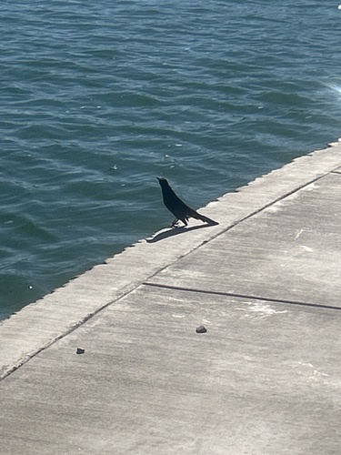 Great-tailed Grackle