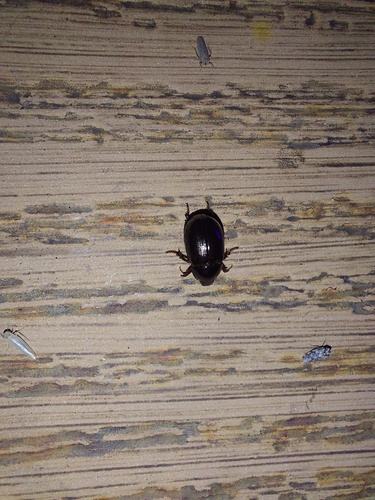 Illiger's Scavenger Scarab