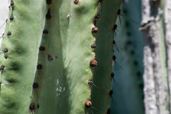 Stenocereus montanus