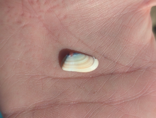 Gould Beanclam