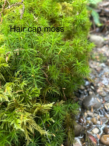Polytrichastrum alpinum observed 2026-10-13