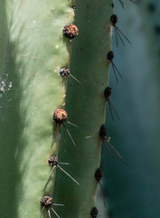 Stenocereus montanus