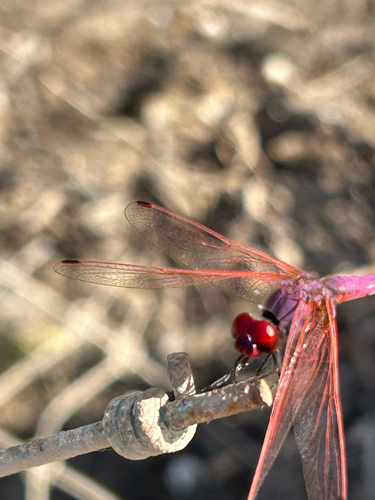 Violet Dropwing